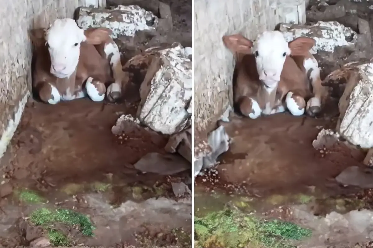 Talihsiz Buzagi Dis Gorunusu Nedeniyle Annesi 19299104 9201 Amp