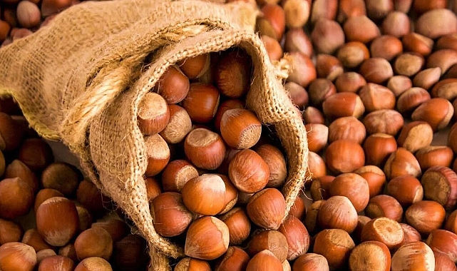 Tmo Trabzon Da Findik Alimina Basladi 4191