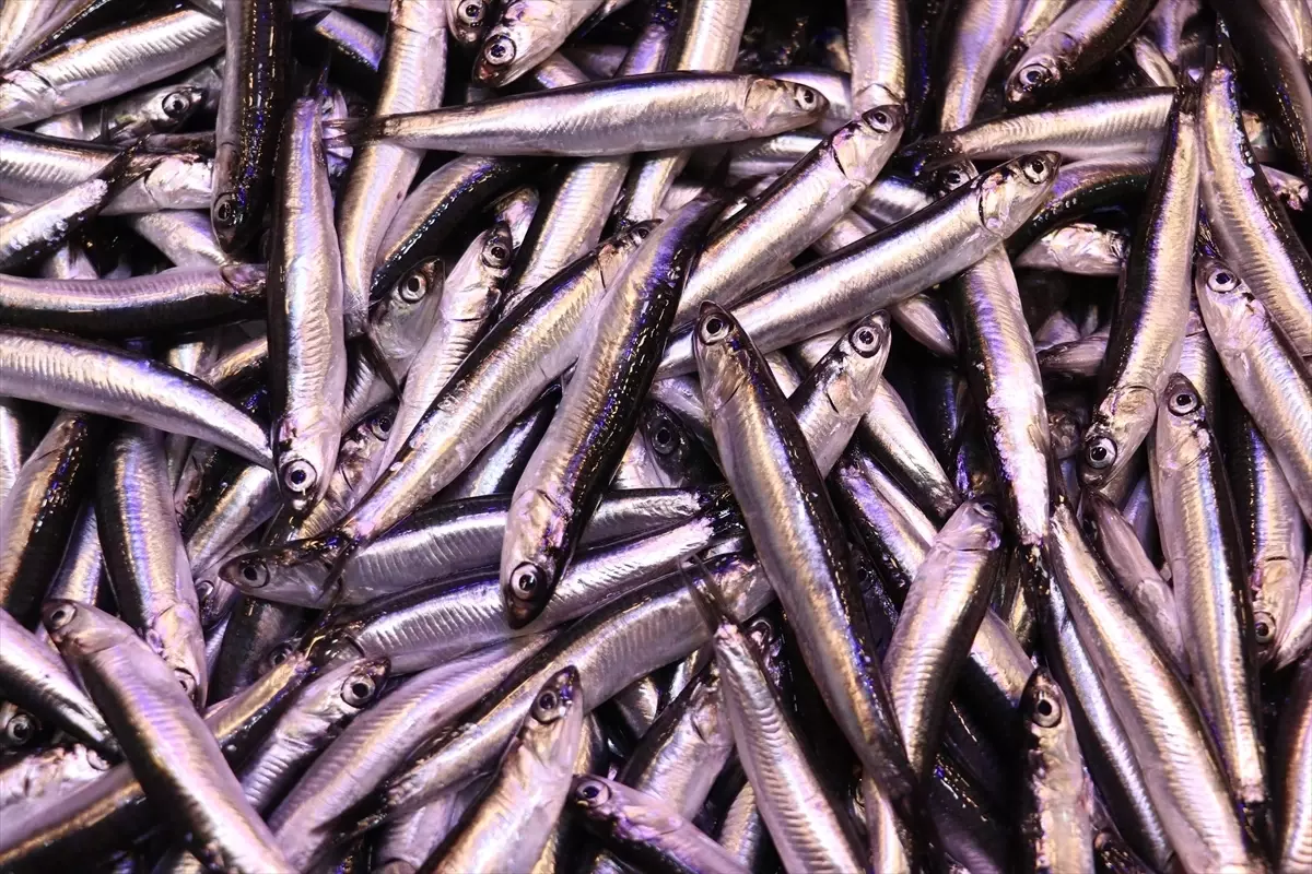 Trabzon Da Hamsinin Kilogrami 100 Liraya Yuks 19308086 Amp