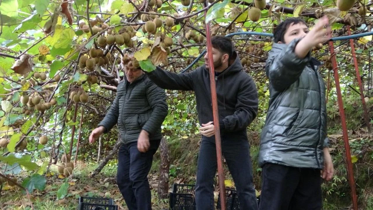 Trabzon Kivi Hasadi Iran Kivisi Etkisi