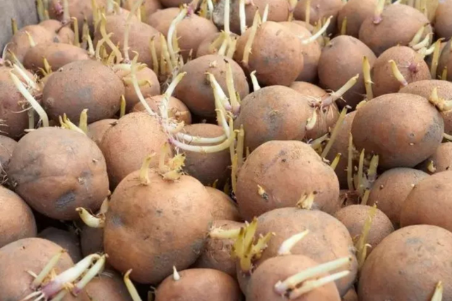 Uzman Uyarisi Yesillenen Filizlenen Ve Lekeli 19259309 4282 M Kopya