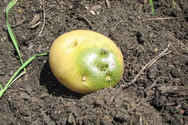 Uzman Uyarisi Yesillenen Filizlenen Ve Lekeli 19259309 5695 M Kopya