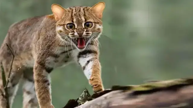 Yeni Zelanda 2050 Ye Kadar 2 5 Milyon Kediyi 19287590 3411 M