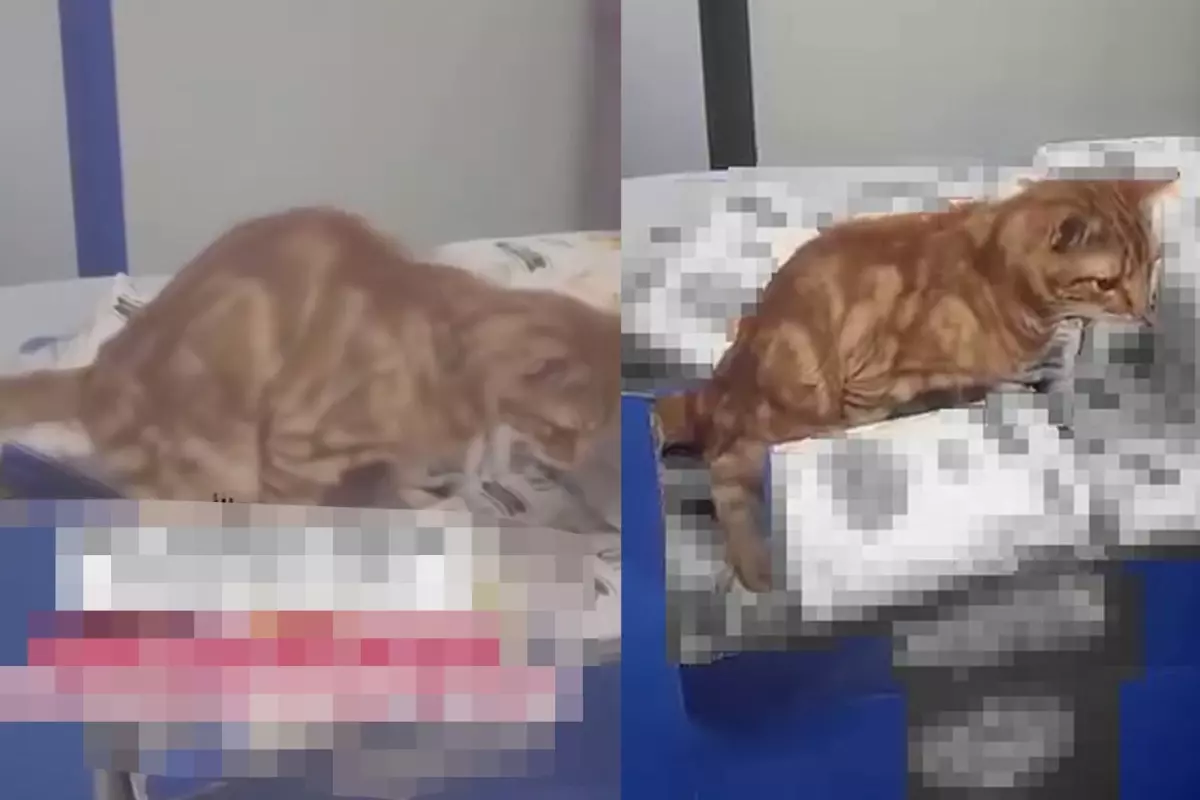 3 Harfli Zincir Markette Buyuk Rezillik Kedi 19309955 4763 Amp