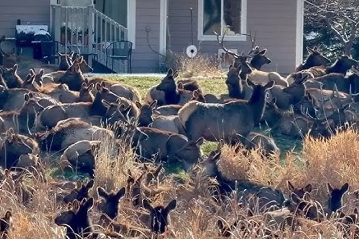 Abd De Geyik Alarmi Verildi Dev Suru Bahceleri 19315591 5136 Amp