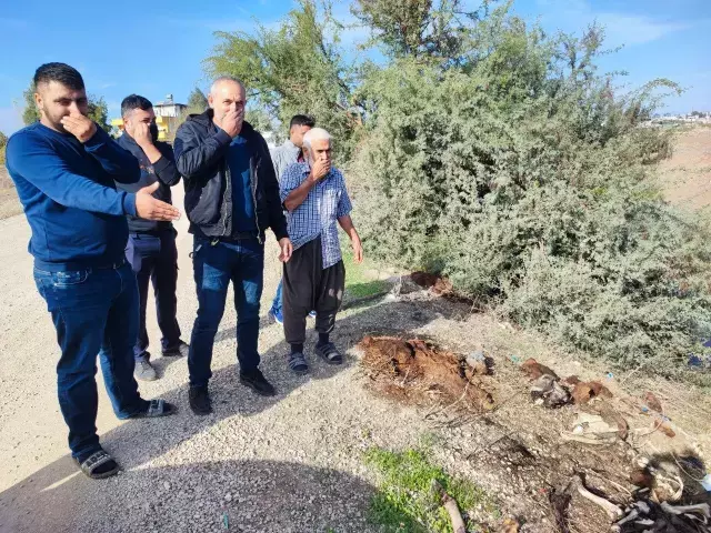 Adana Da Dere Yatagina Yine At Ve Esek 19323914 4503 M