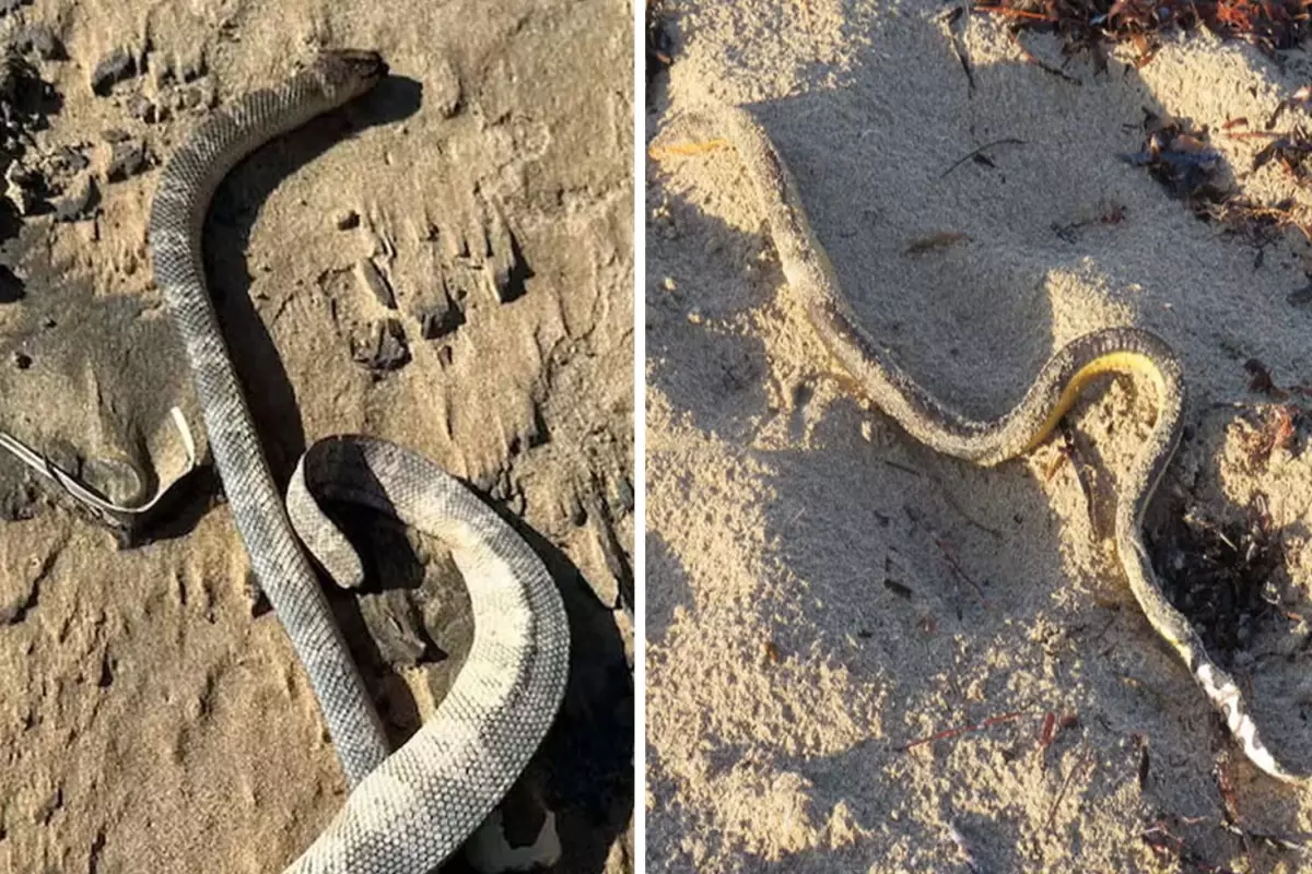 Avustralya Da Deniz Yilani Olumleri Artiyor 19314230 2268 Amp