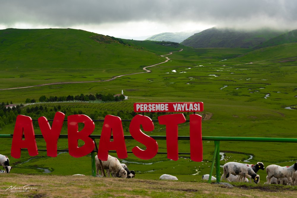 Aybasti Persembe Yaylasi 5854