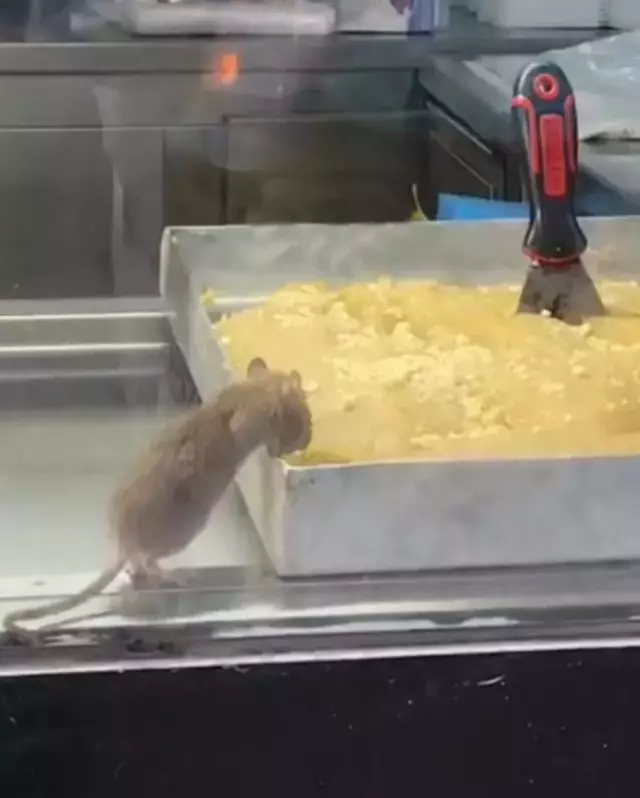 Burasi Hindistan Degil Turkiye Boregi 19363074 3377 M