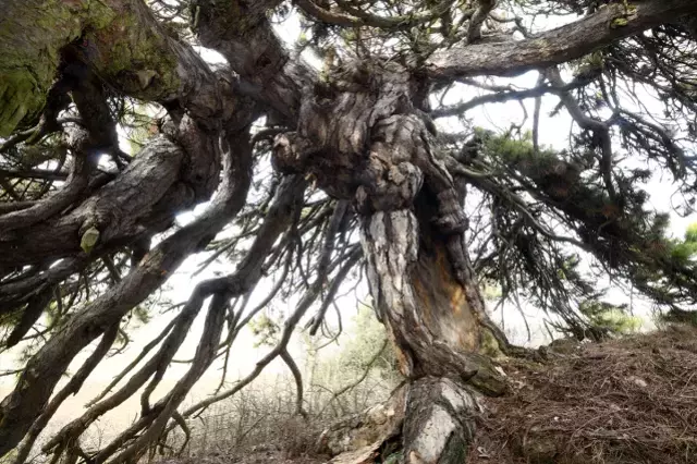 Dallari Asagiya Dogru Uzanan Cam Agaci Semsiyeyi 19353355 6851 M