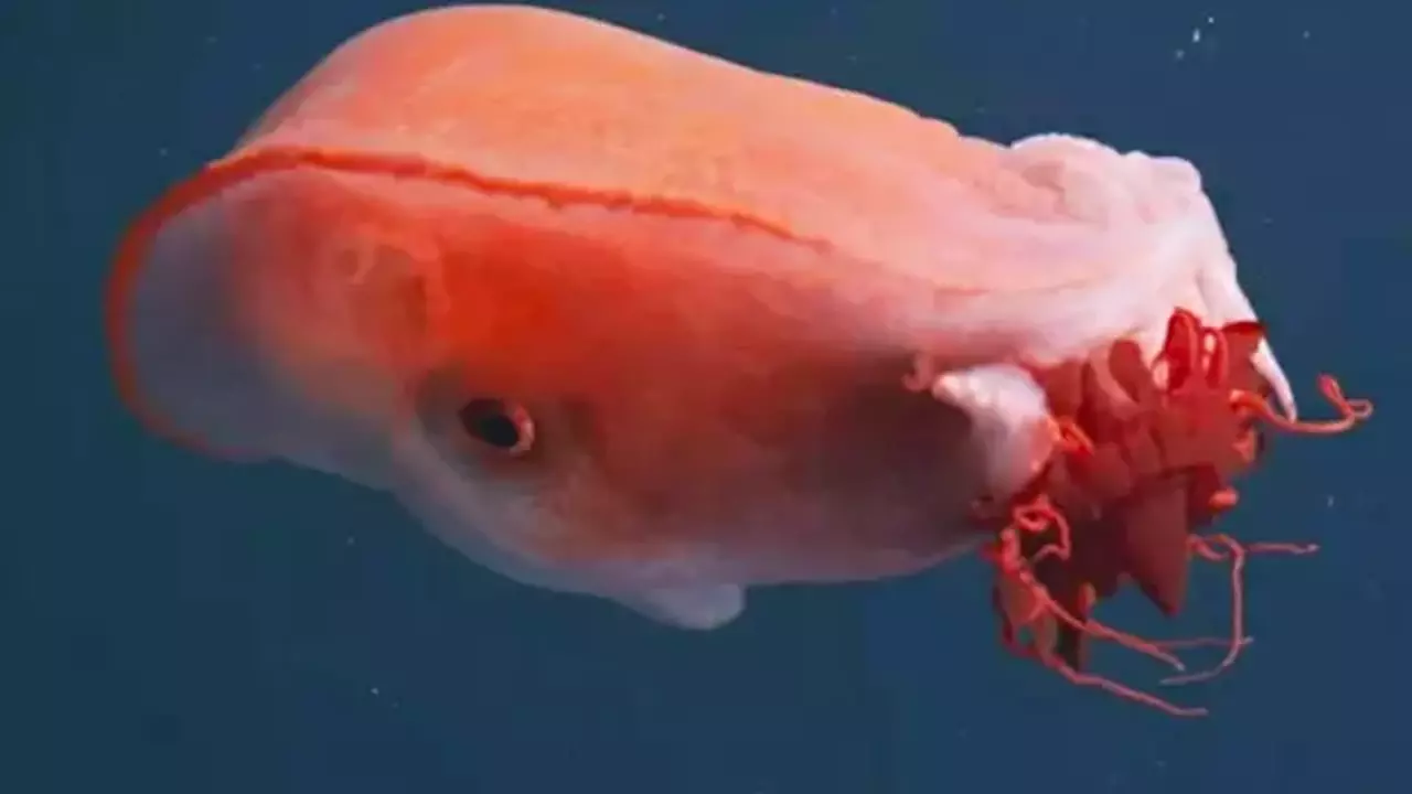 Efsanevi Canli 40 Yil Sonra Tekrardan Goruldu 1765095074 0841