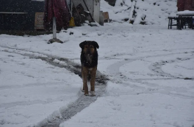 Ekran Resmi 2025 12 11 144056