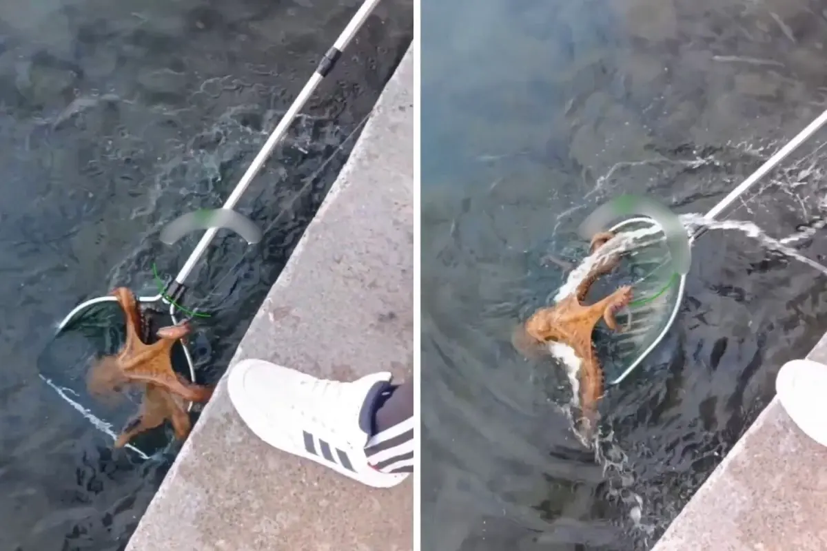 Goruntuler Turkiye Den Buyuklugu Agizlari Acik 19315520 3730 Amp