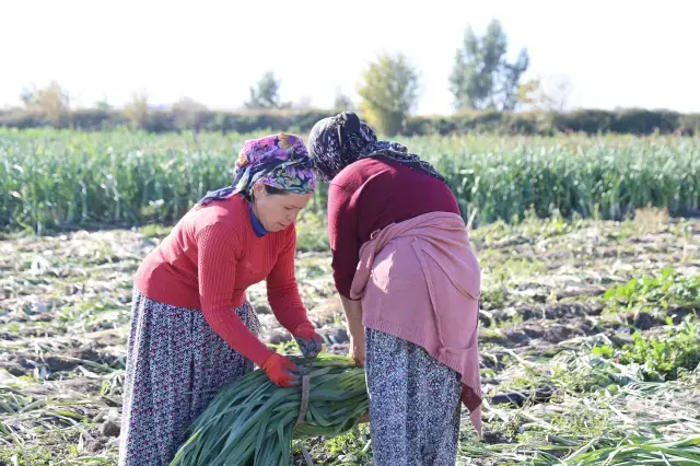 Isciler Adana Ya Akin Etti Yuzlerce Donumde 19360759 756 M