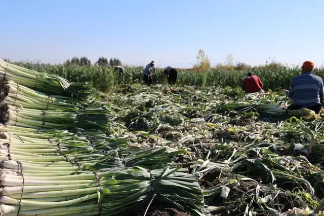 Isciler Adana Ya Akin Etti Yuzlerce Donumde 19360759 9825 M