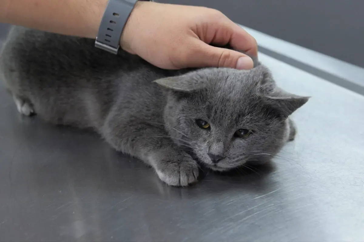 Istahsiz Kedisini Veterinere Goturen Cift 19363979 6830 Amp