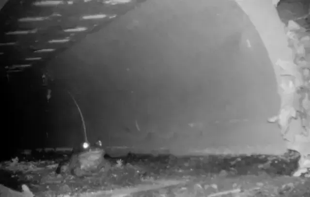 Kurbagalarin Rahatca Ciftlesmesi Icin Yapilan Ask 19321768 424 M