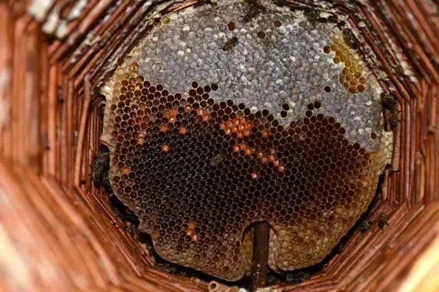 Misafir Odasini Bal Arilarina Ayirdi 8 19358051 O