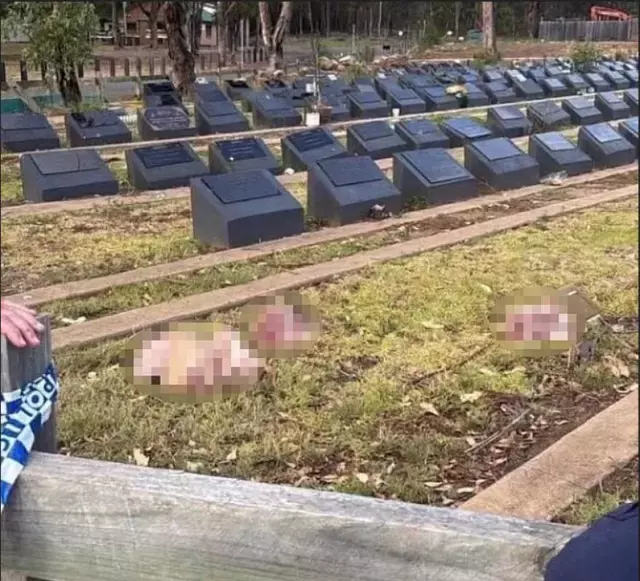 Plaj Katliami Sonrasi Musluman Mezarligina Domuz 19358869 3752 M