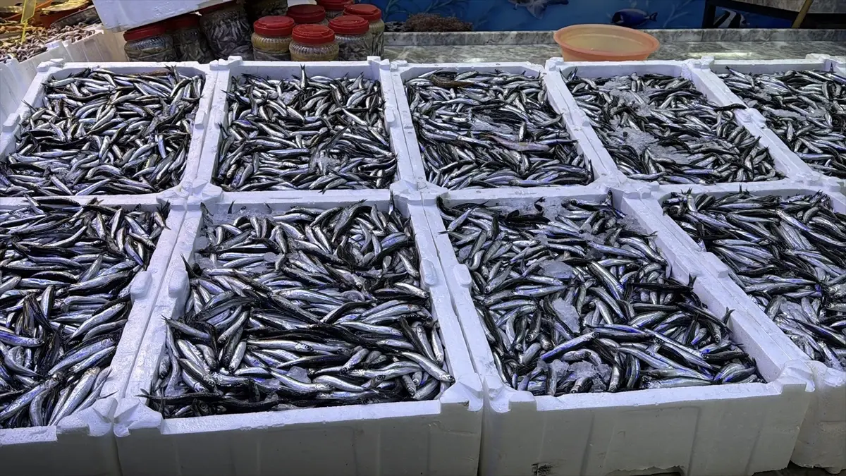 Rize De Hamsinin Kilogrami 100 Liradan Satili 19359027 Amp