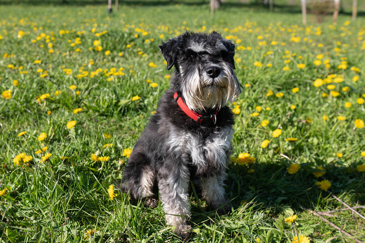 Schnauzer5