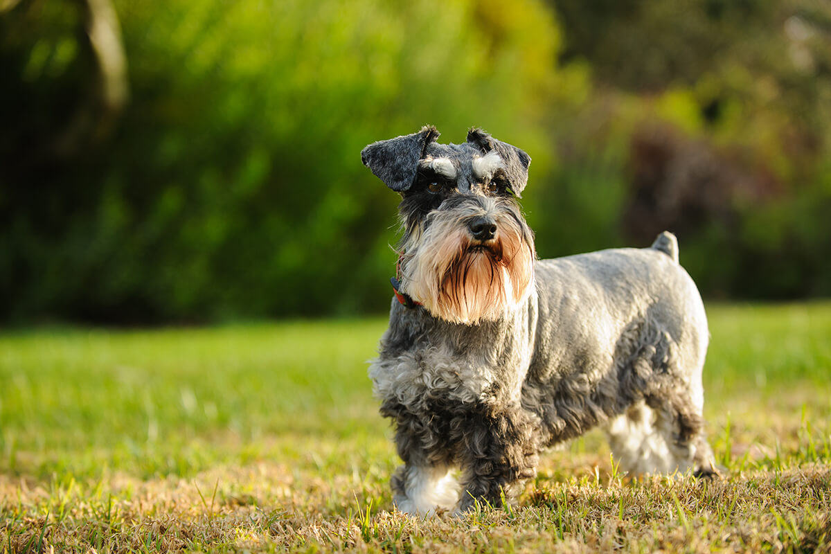 Schnauzer6