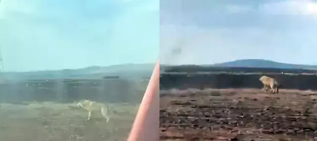 Sivas Ta Tarlasini Suren Ciftciyi Urkuten Goruntu 19339314 1572 M