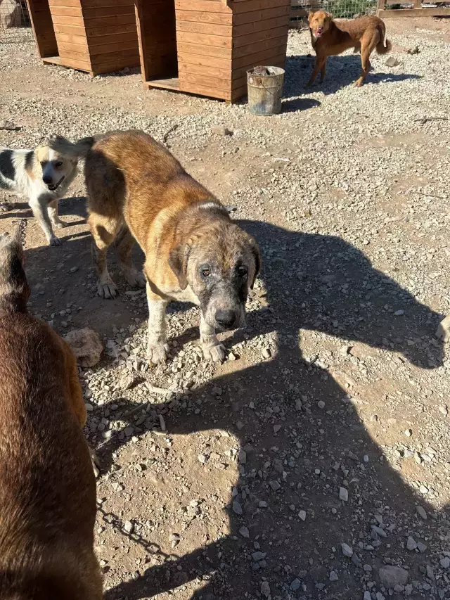 Sozde Barinakta Dehset Goruntuler Kopekler 19362674 5771 M