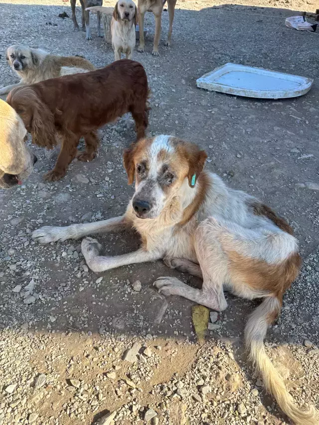 Sozde Barinakta Dehset Goruntuler Kopekler 19362674 9374 M