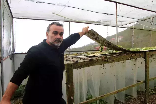 Trabzon Dan Dunyaya Googlis 4 19312603 O