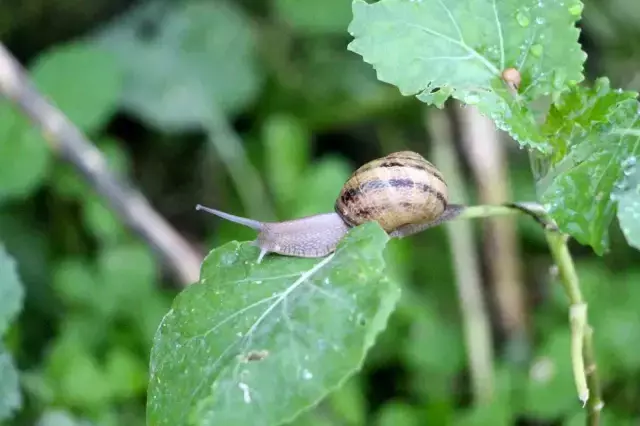 Trabzon Dan Dunyaya Googlis 6 19312603 O