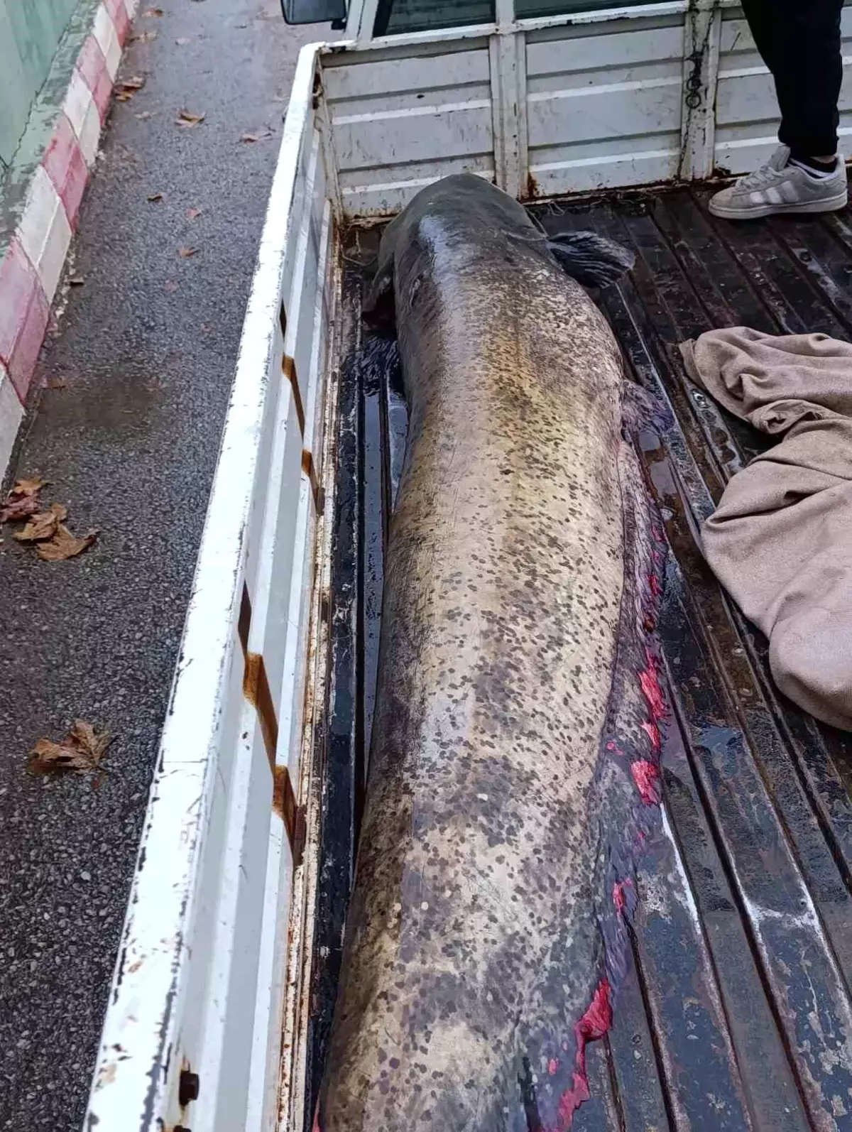 Yakalanan 65 Kiloluk Dev Balik Gorenleri Sask 19310447 Amp