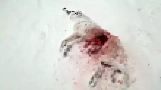 Dagda Ac Kalan Kurtlar Koyun Kabusu Oldu 19481722 O