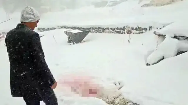 Dagda Ac Kalan Kurtlar Koyun Kabusu Oldu 2 19481722 O