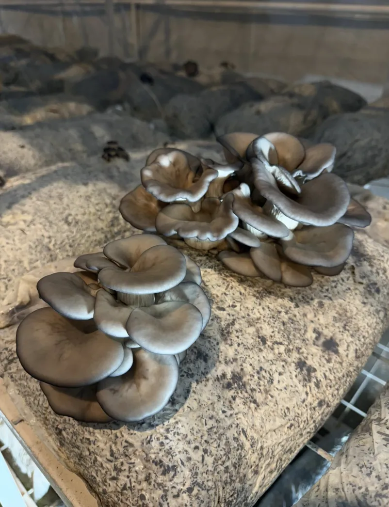 Ekran Resmi 2026 01 18 115339