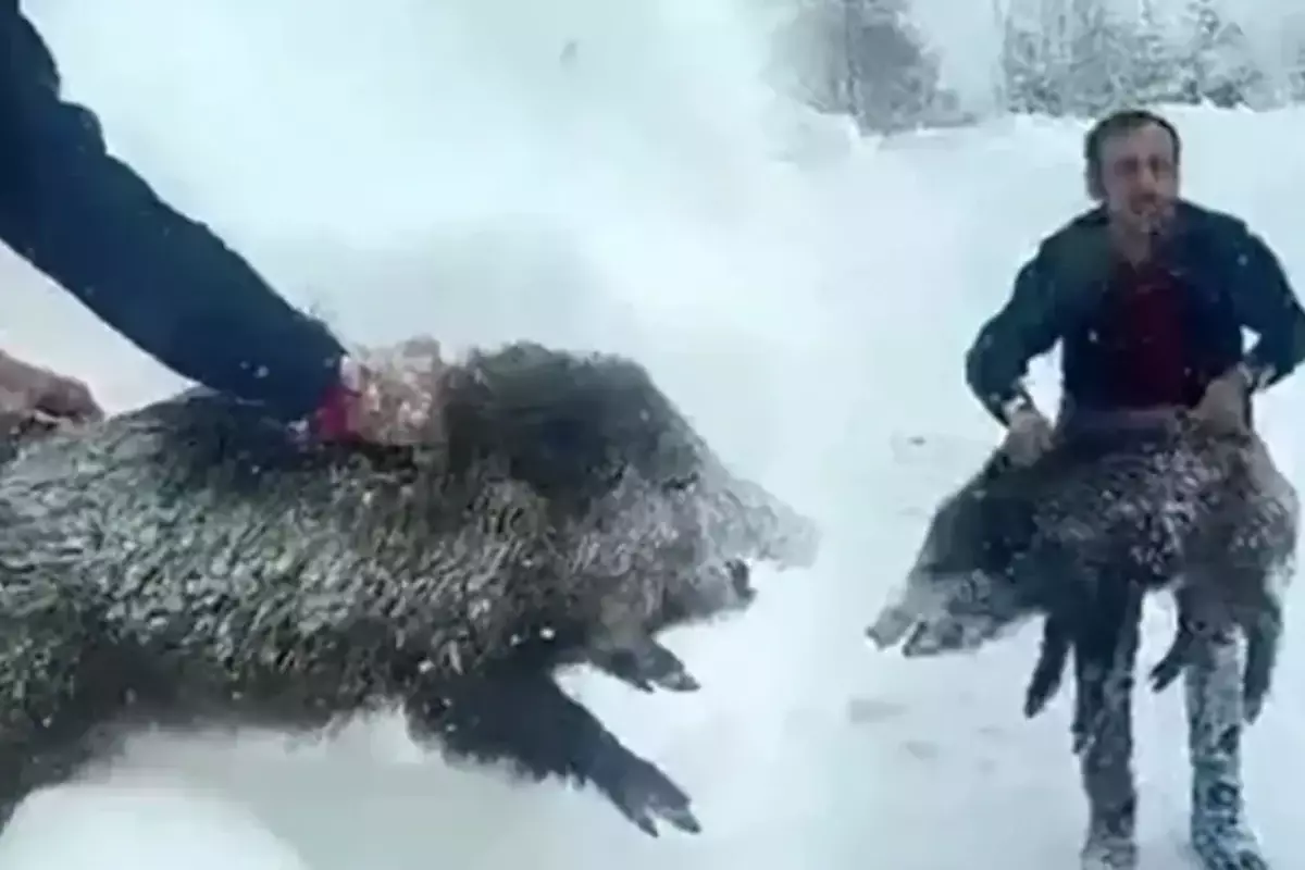 Eliyle Domuz Yakalayan Vatandasin Cezasi Iptal 19480115 6004 Amp