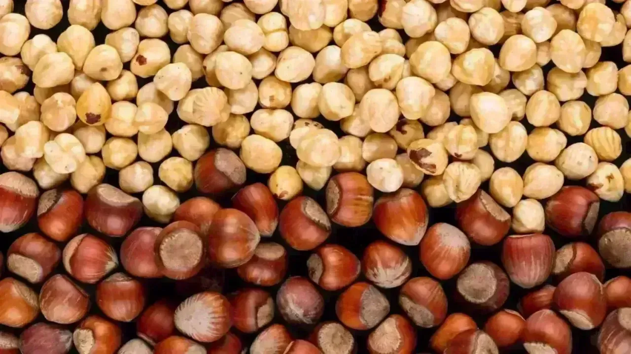 Fatsa Findik Fiyatlari 17 Ocak 2026 Serbest Piyasa Guncel Findik Fiyati