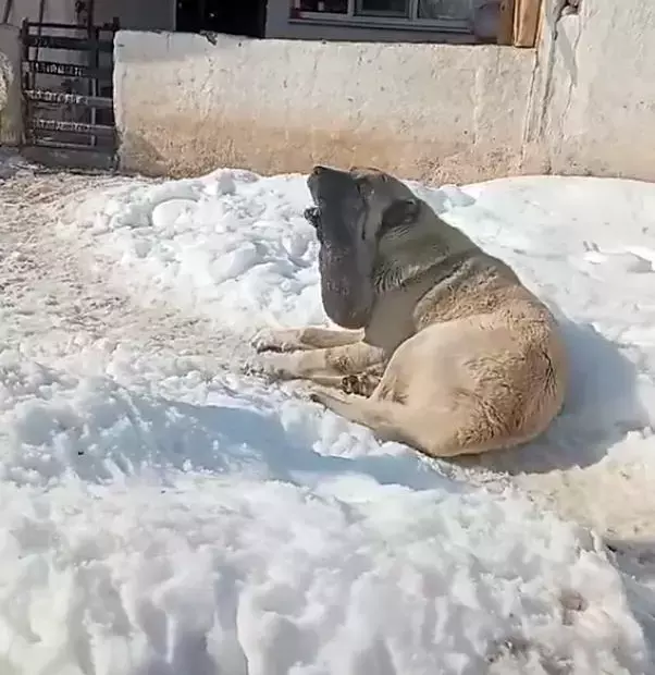 Goruntuye Tepki Yagiyor Kurtla Bogusan Kangalin 19521503 2225 M