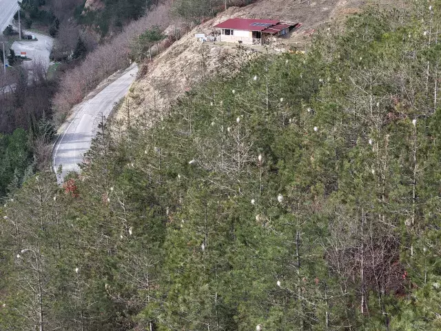 Hem Agaca Hem Insanlara Zarari Var Samsun 19509068 9856 M