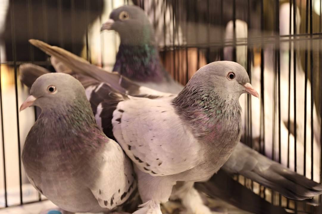 Samsun Guvercin Severleri Agirladi 2 6963F9F5B2C02