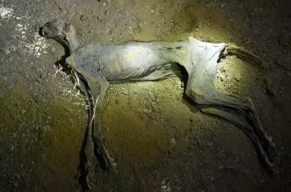 Suudi Arabistan Da Bir Magarada 7 Mumyalanmis 19468313 3585 M