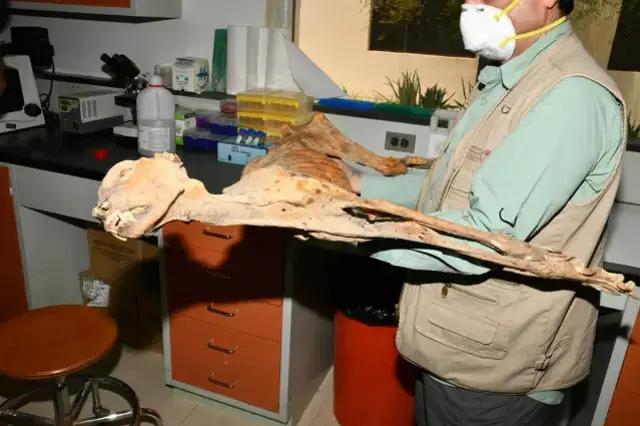 Suudi Arabistan Da Bir Magarada 7 Mumyalanmis 19468313 980 M