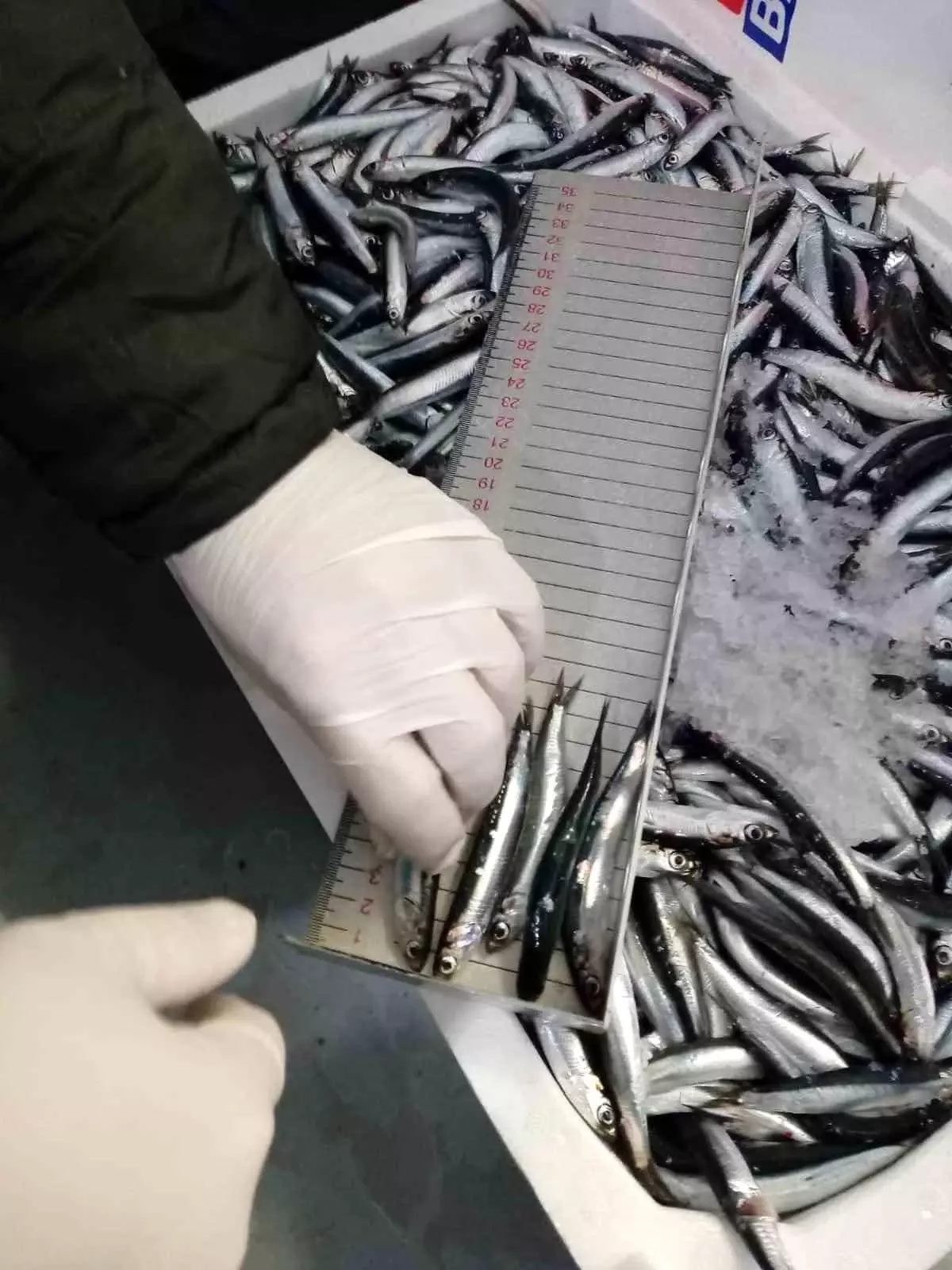 Trabzon Da 2025 Yilinda Su Urunleri Denetimle 19461219 Amp