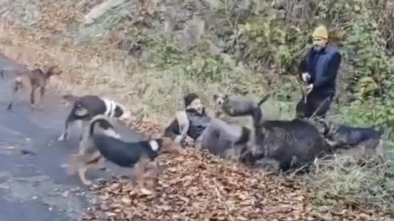 Trabzonda Yarali Domuz Avcilara Saldirdi Olay Ani Kamerada