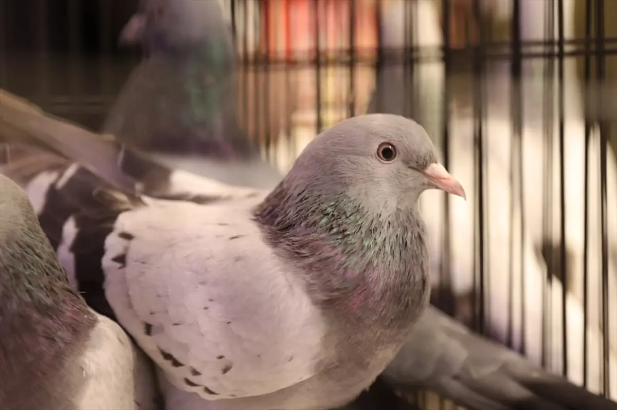 Turkiye Deki Guvercin Severler Samsun Da Bir 5 19451298 Amp