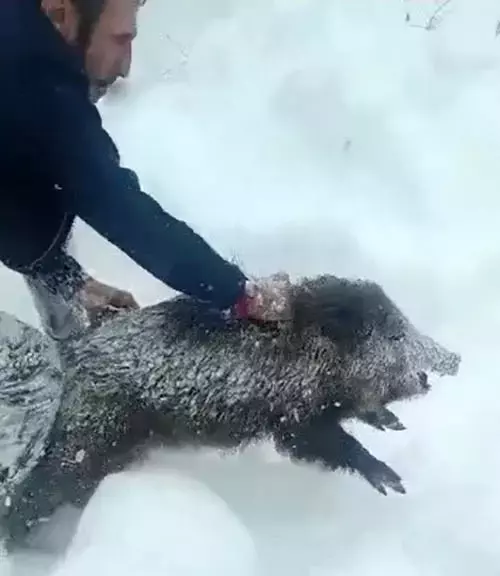 Yaban Domuzunu Ciplak Elle Yakalayan Adam 19433503 5244 M