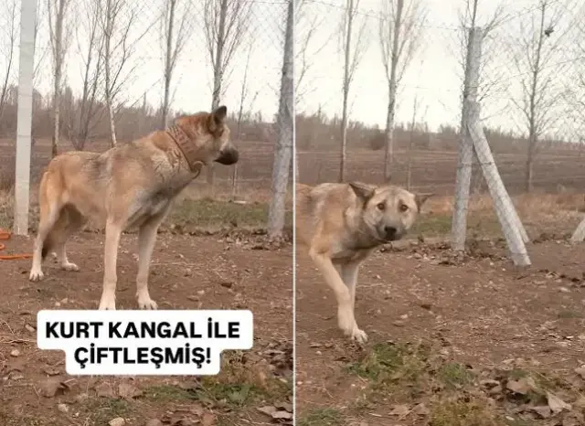 Yasak Ask Yasayan Iki Ezeli Dusman Kurt Ile 19431554 8627 M