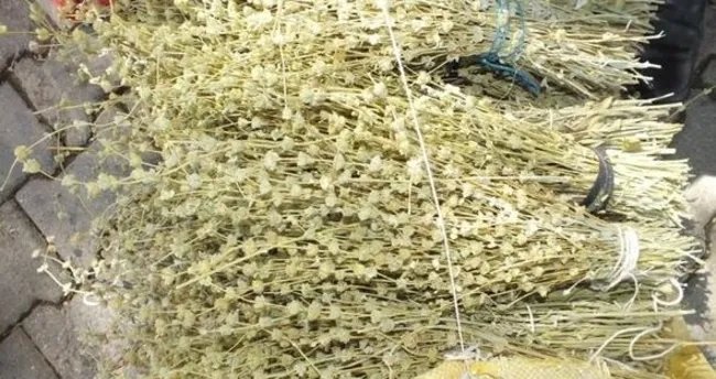 0X0 Bir Yudumu Bile Sifa Mucize Dag Cayinin Faydalari Nelerdir 1770450092013