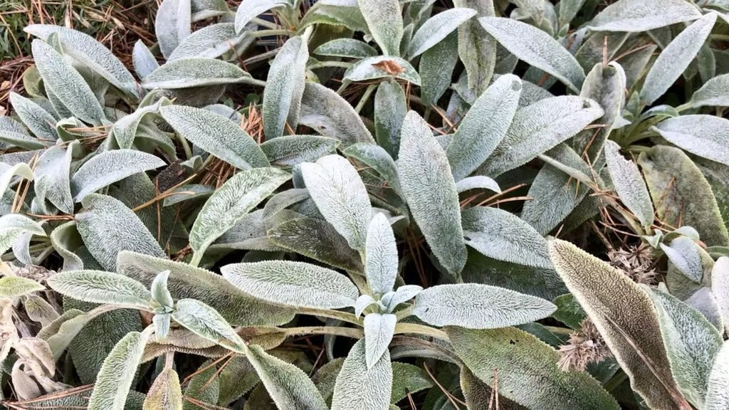 0X0 Bir Yudumu Bile Sifa Mucize Dag Cayinin Faydalari Nelerdir 1770450465779