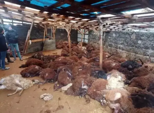 Bir Gecede 200 Koyunu Telef Olan Vatandasi 19561474 2658 M